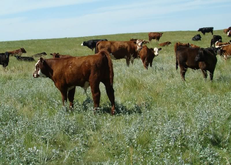 Cow and Calf Photos - Cattle