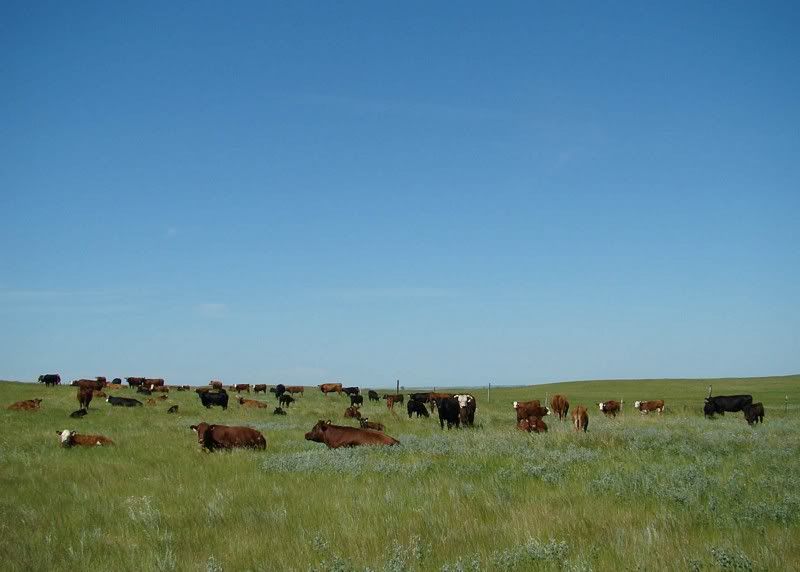 Cow and Calf Photos - Cattle