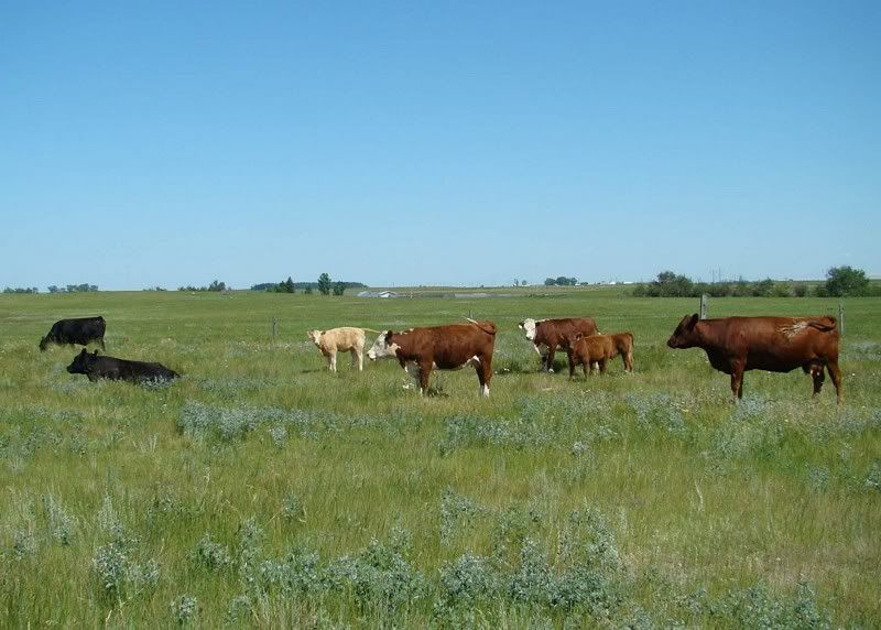 Cow and Calf Photos - Cattle
