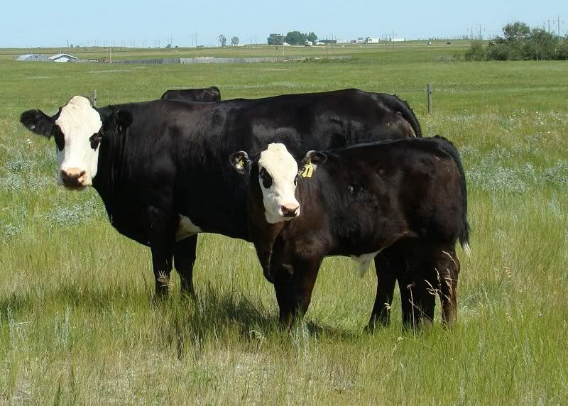 Cow and Calf Photos - Cattle