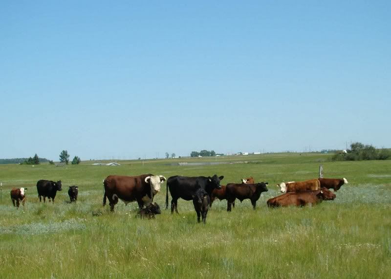 Cow and Calf Photos - Cattle