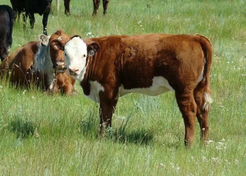 Cow and Calf Photos - Cattle