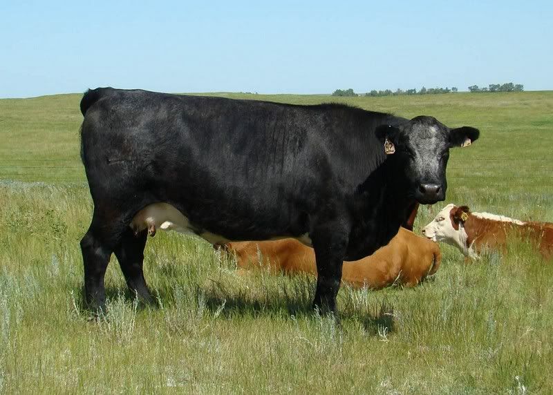 Cow and Calf Photos - Cattle