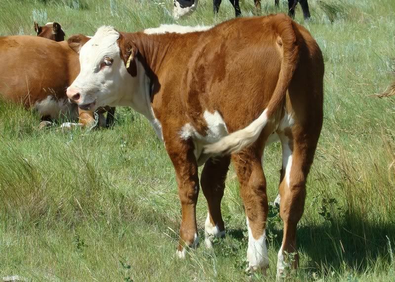 Cow and Calf Photos - Cattle