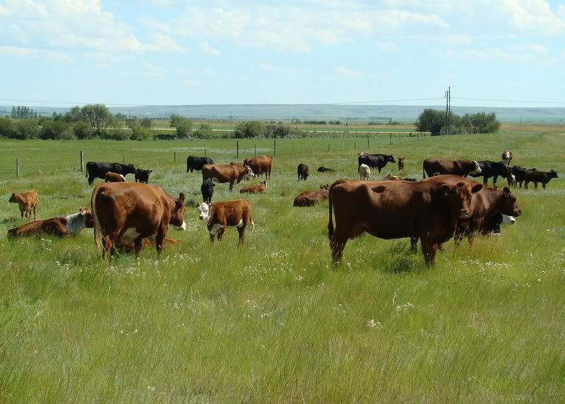 Cow and Calf Photos - Cattle