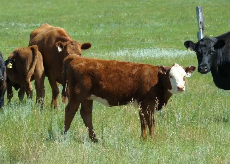 Cow and Calf Photos - Cattle