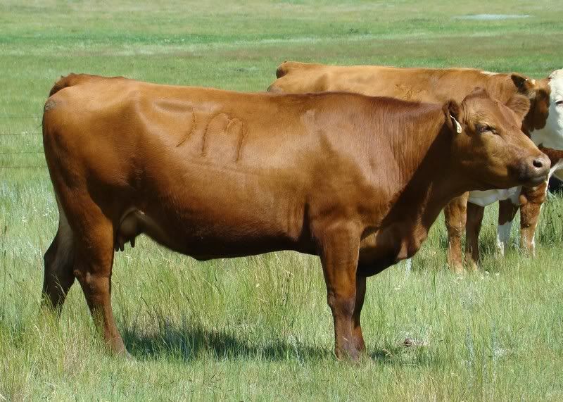 Cow and Calf Photos - Cattle