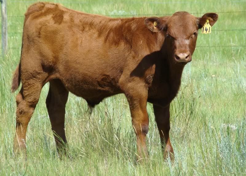 Cow and Calf Photos - Cattle