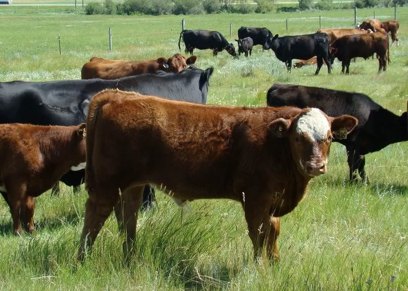 Cow and Calf Photos - Cattle