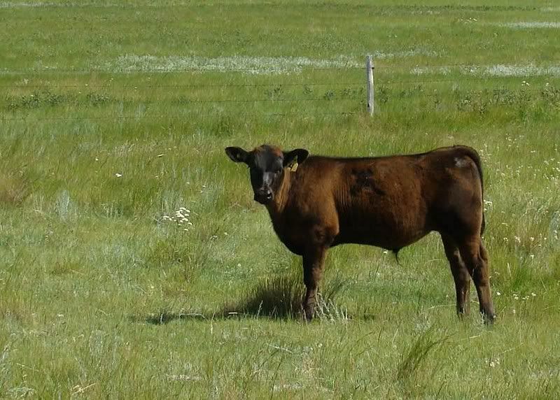 Cow and Calf Photos - Cattle