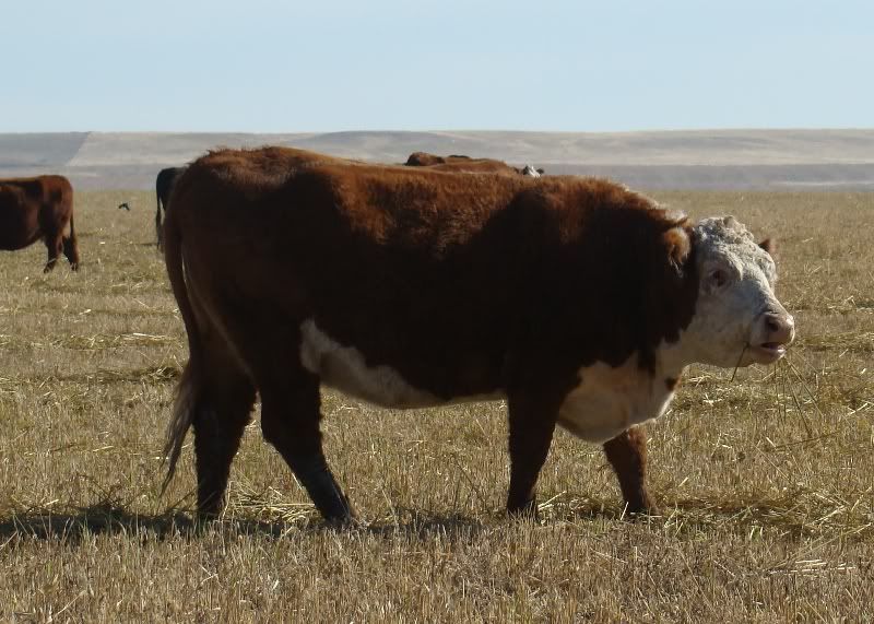 More Hodgepodge - Cattle