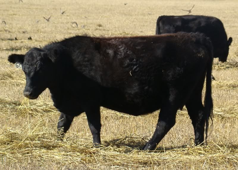 More Hodgepodge - Cattle