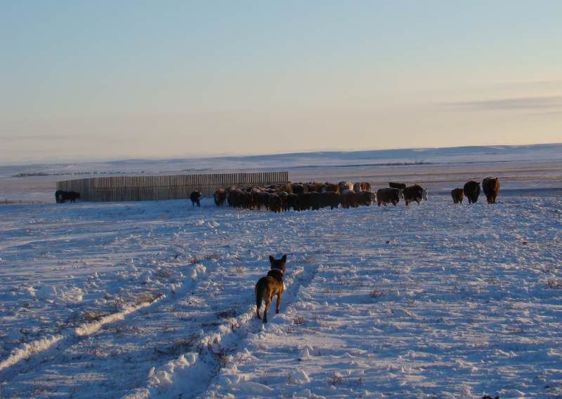 Today's Chores - Cattle