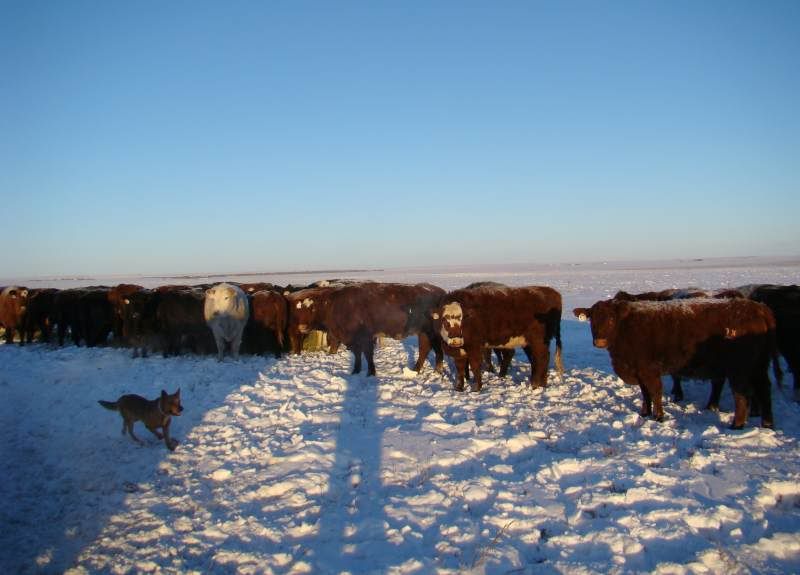 Today's Chores - Cattle