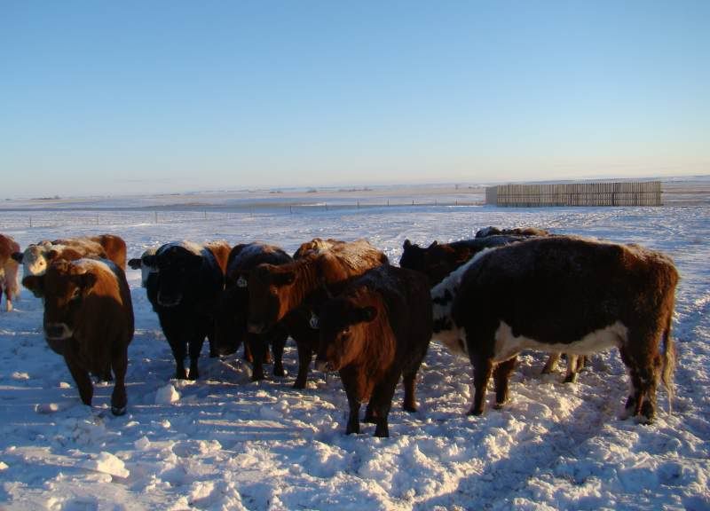 Today's Chores - Cattle