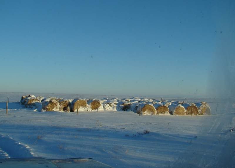 Today's Chores - Cattle