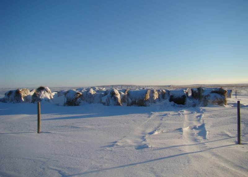 Today's Chores - Cattle