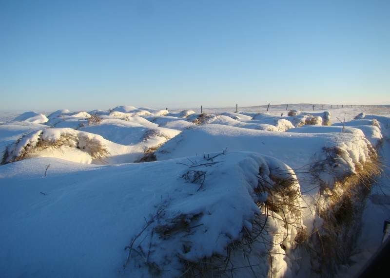 Today's Chores - Cattle
