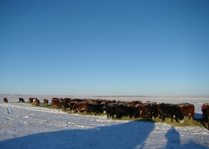 Today's Chores - Cattle