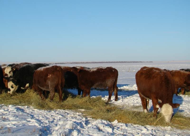 Today's Chores - Cattle