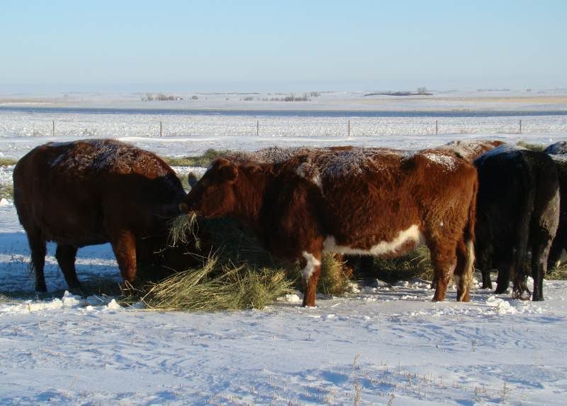 Today's Chores - Cattle