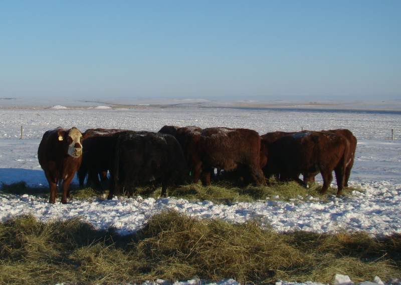 Today's Chores - Cattle