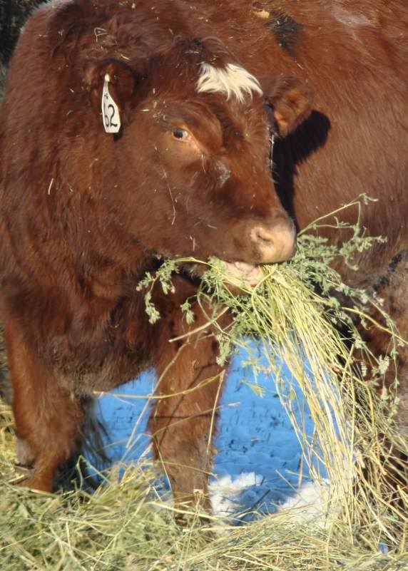 Today's Chores - Cattle