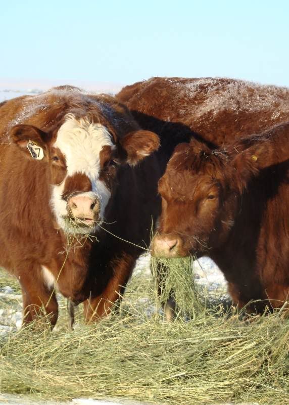Today's Chores - Cattle