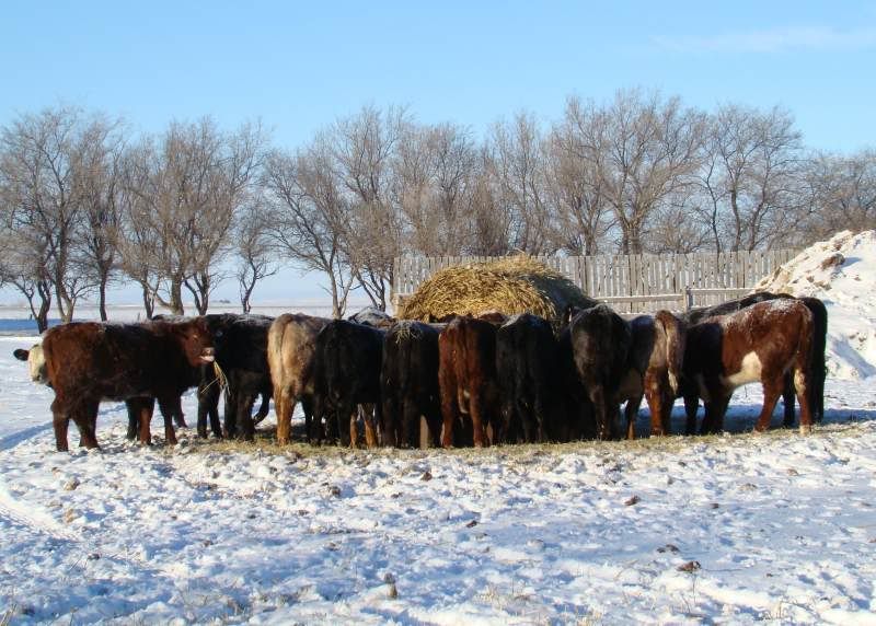 Today's Chores - Cattle