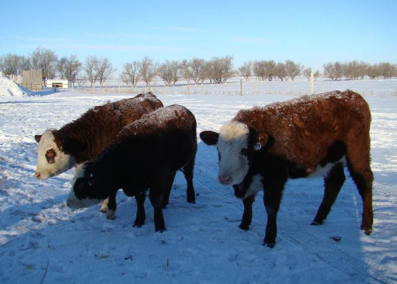 Today's Chores - Cattle
