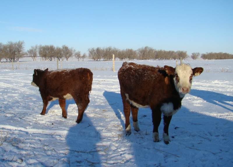 Today's Chores - Cattle