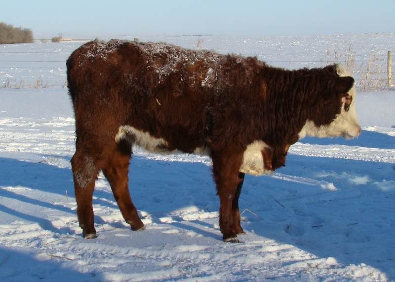 Today's Chores - Cattle