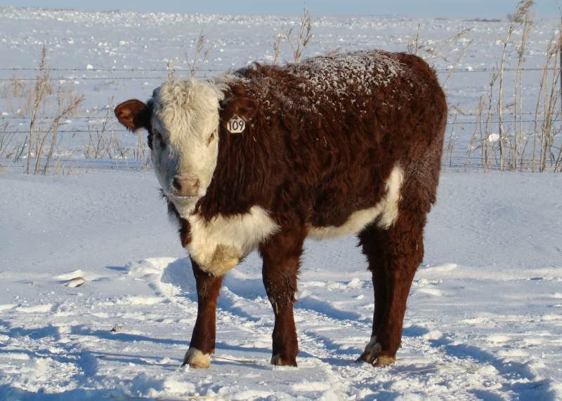 Today's Chores - Cattle