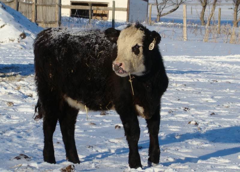 Today's Chores - Cattle