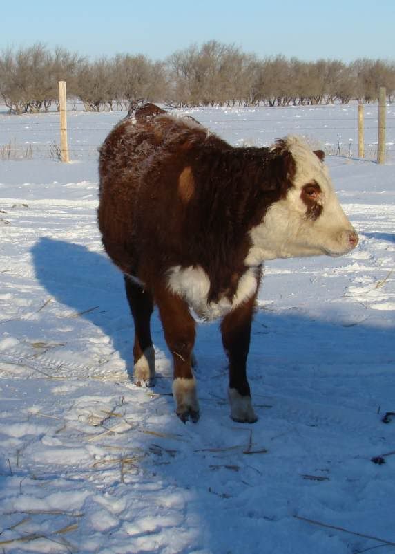 Today's Chores - Cattle