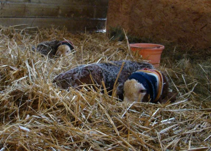 I Guess This Means we're Calving - Cattle