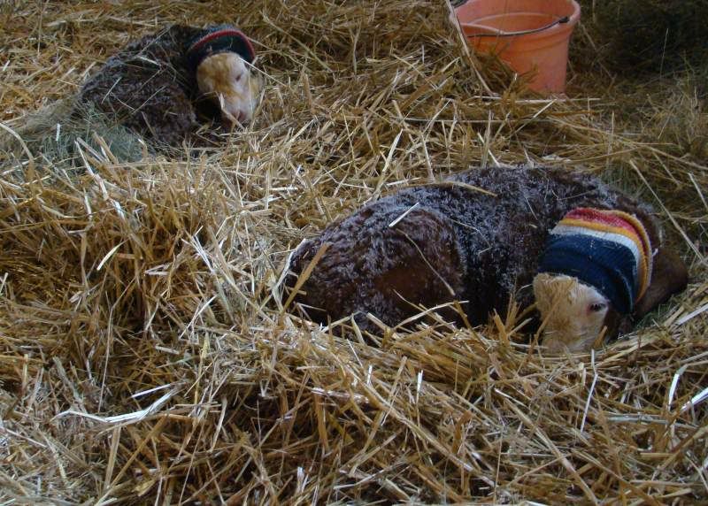 I Guess This Means we're Calving - Cattle