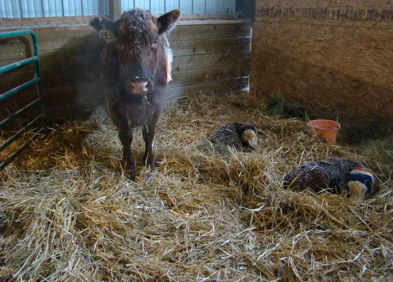 I Guess This Means we're Calving - Cattle