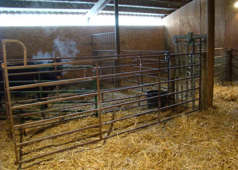 Our Calving Setup - Cattle