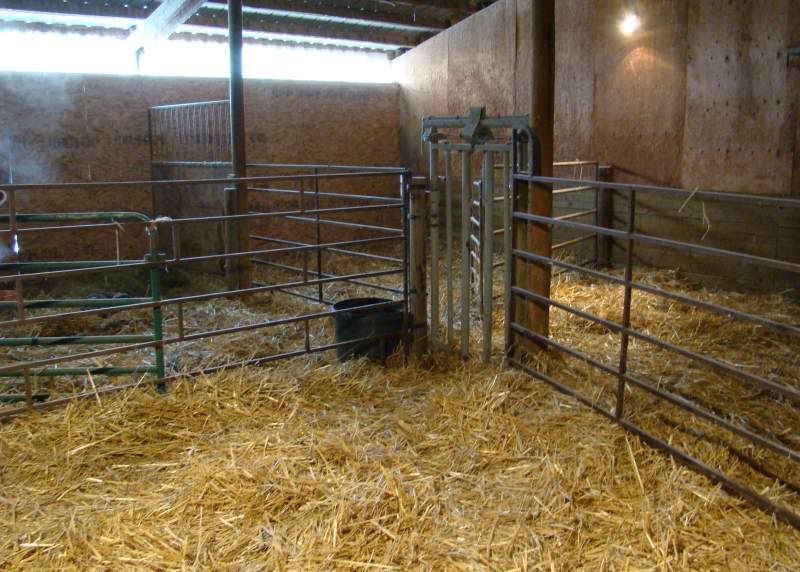 Our Calving Setup - Cattle