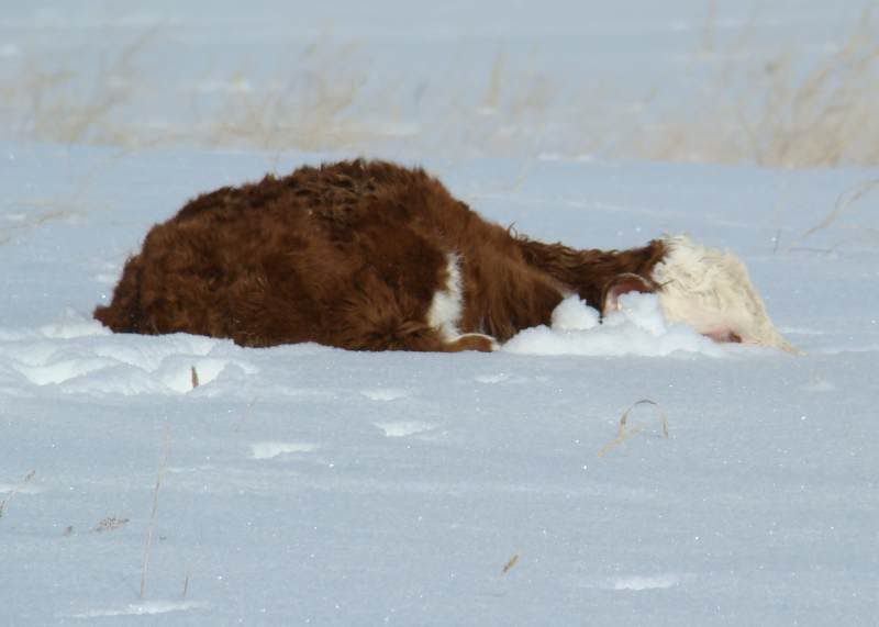 Baby Pictures - Cattle