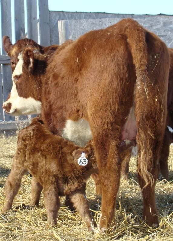 Baby Pictures - Cattle