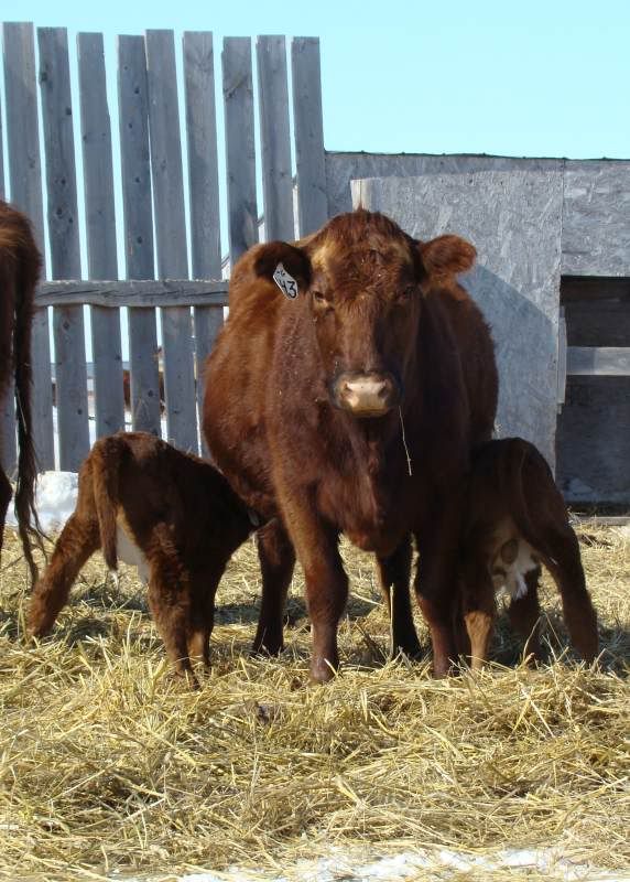 Baby Pictures - Cattle