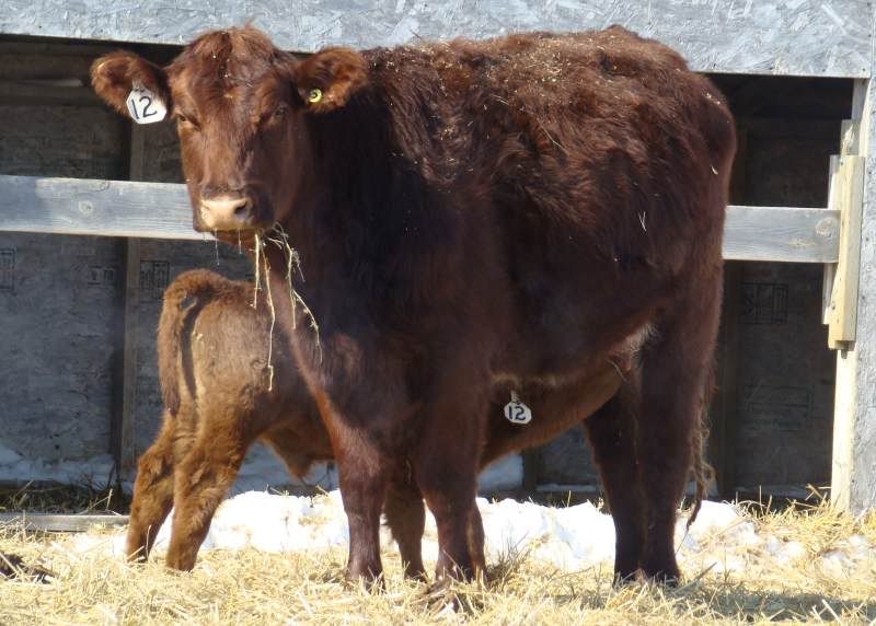 Baby Pictures - Cattle