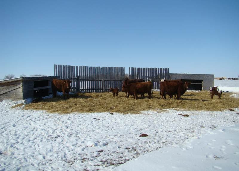 Baby Pictures - Cattle