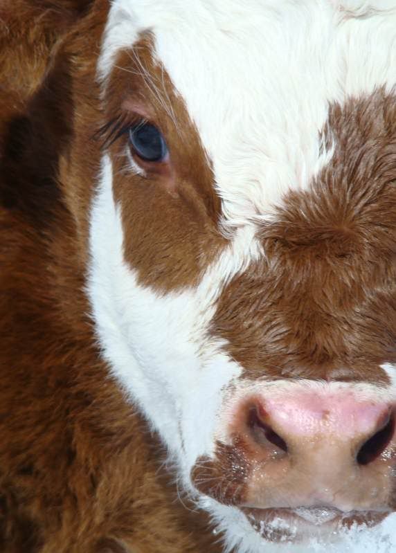 Baby Pictures - Cattle