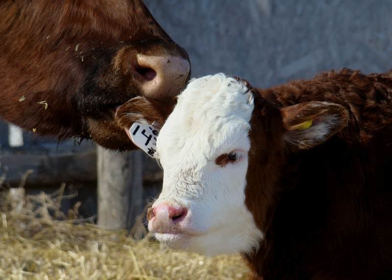 Baby Pictures - Cattle