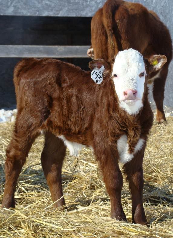 Baby Pictures - Cattle