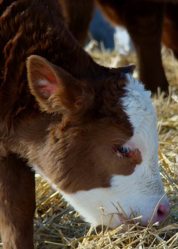 Baby Pictures - Cattle