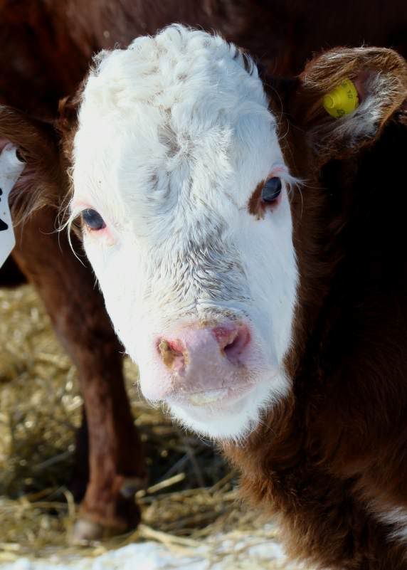 Baby Pictures - Cattle